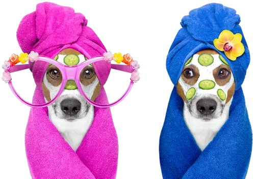 Glücklicher Hund im Salon